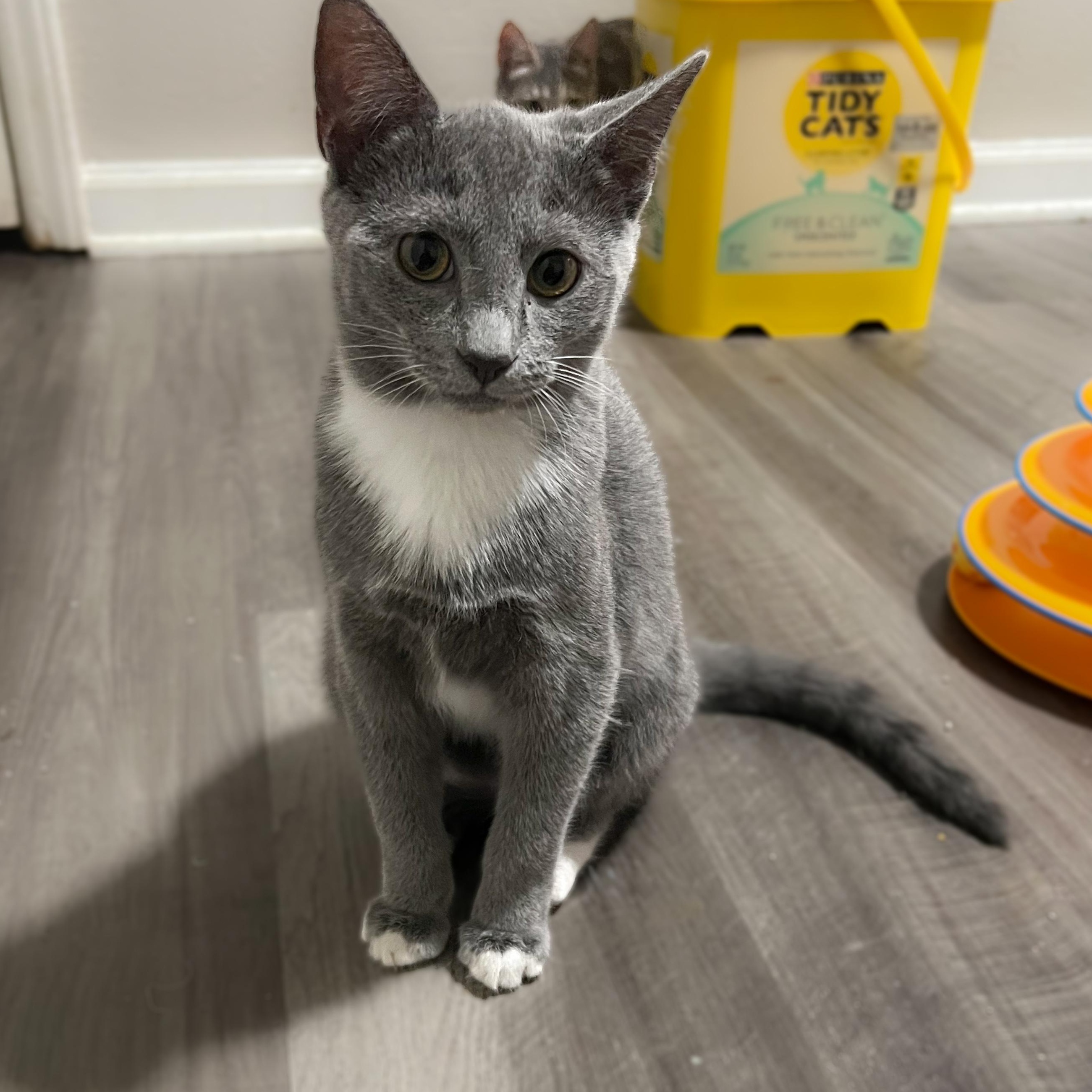 Enlarge Duchess, a ADOPTABLE Domestic Short Hair in Greensboro, NC image 3/4