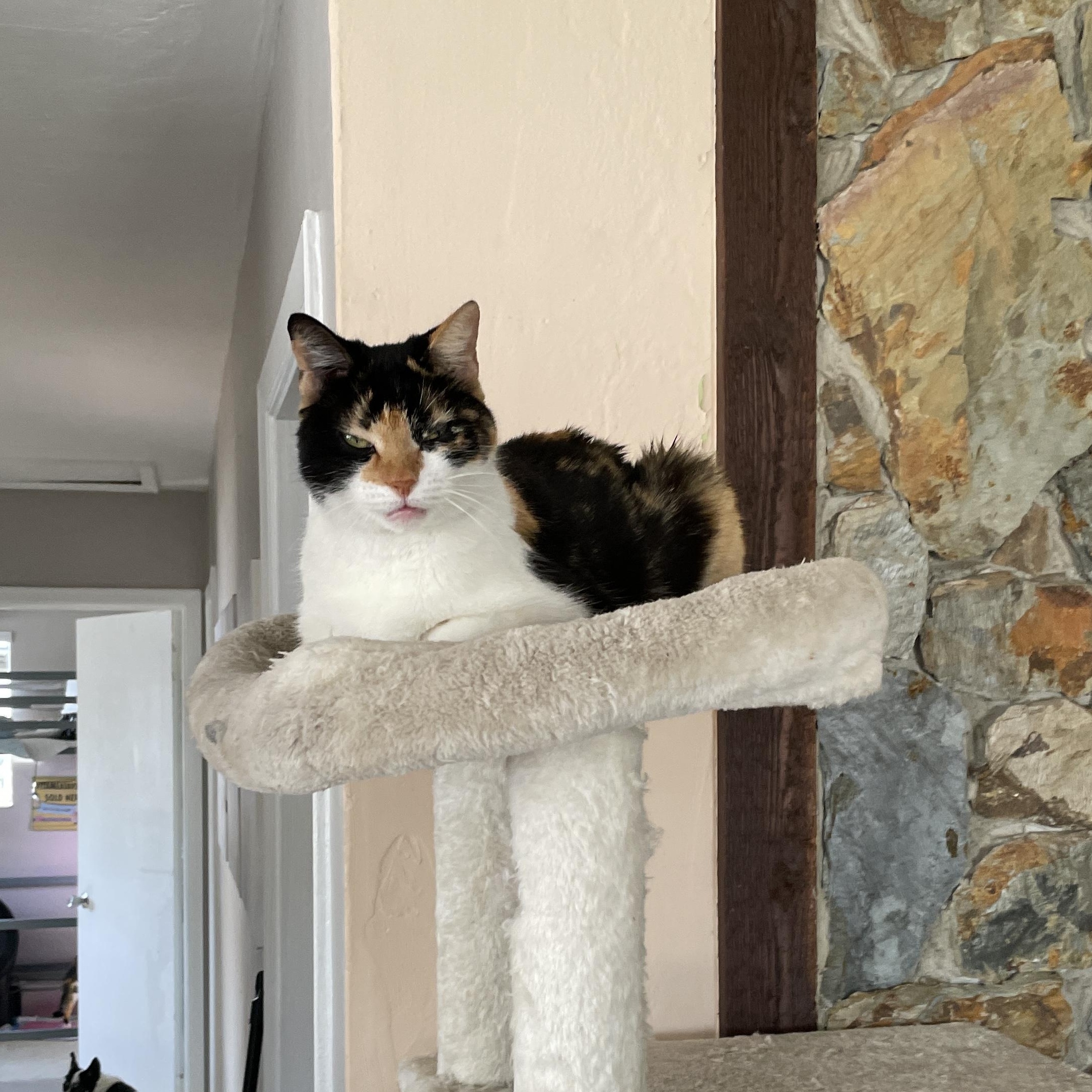 Chirp, Adoptable, Adult Female Domestic Short Hair.