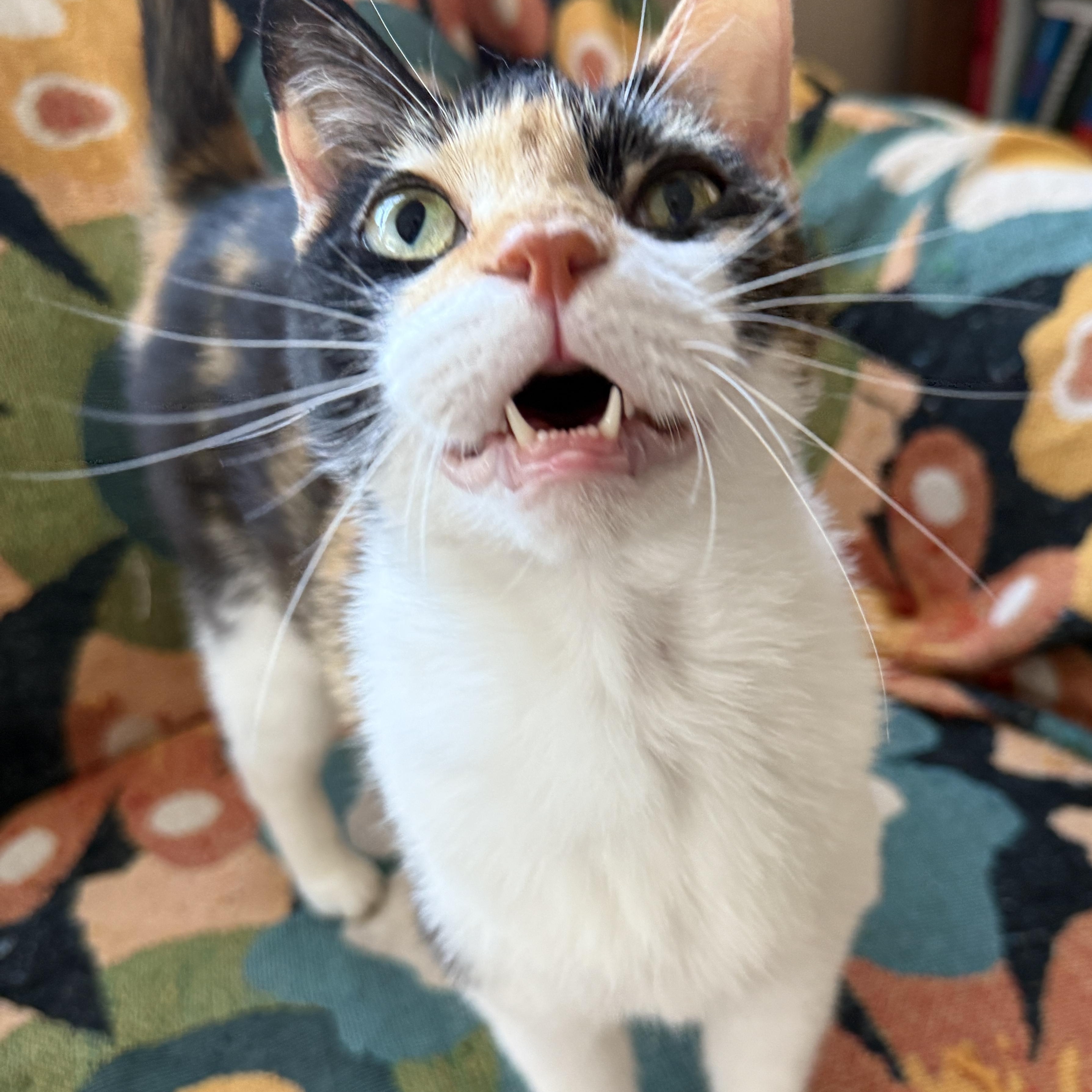 Chirp, a Adoptable Domestic Short Hair in Hollywood, FL image 2/5