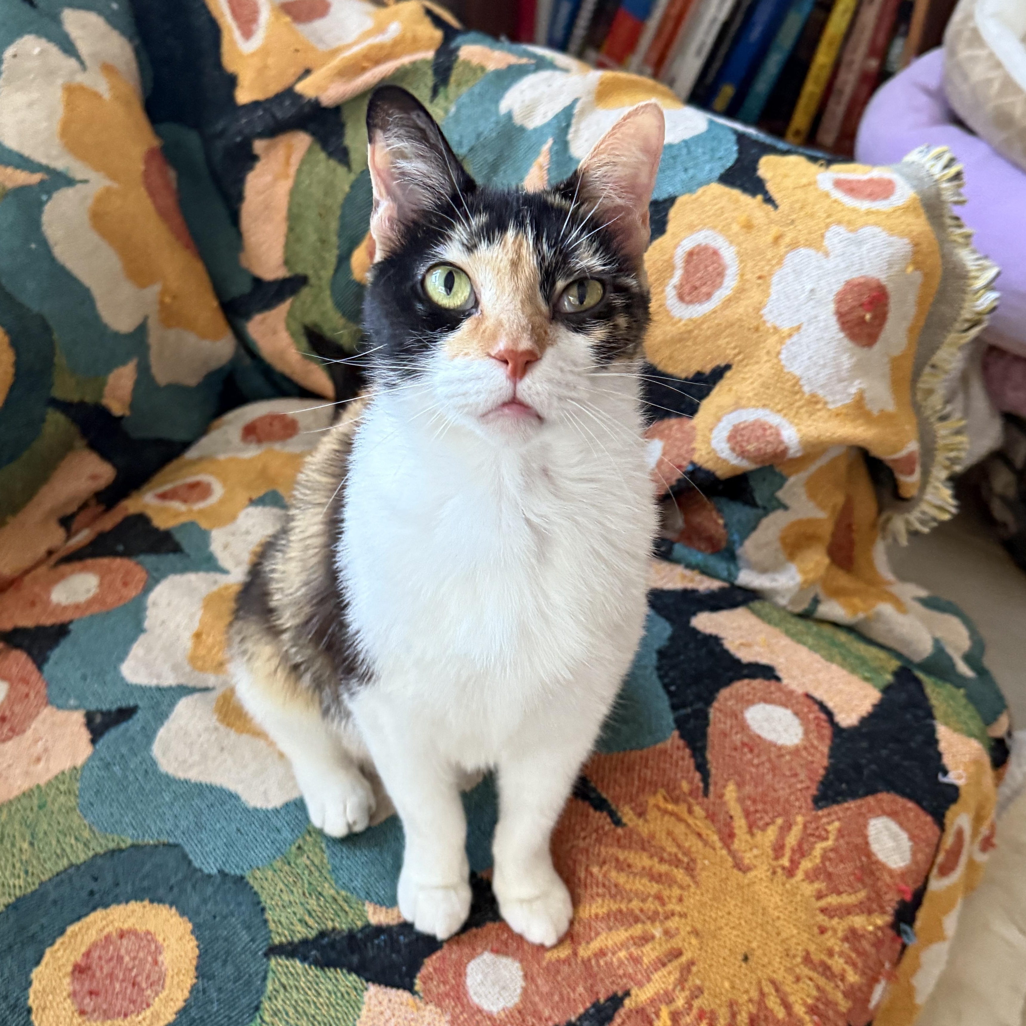 Chirp, a Adoptable Domestic Short Hair in Hollywood, FL image 3/5