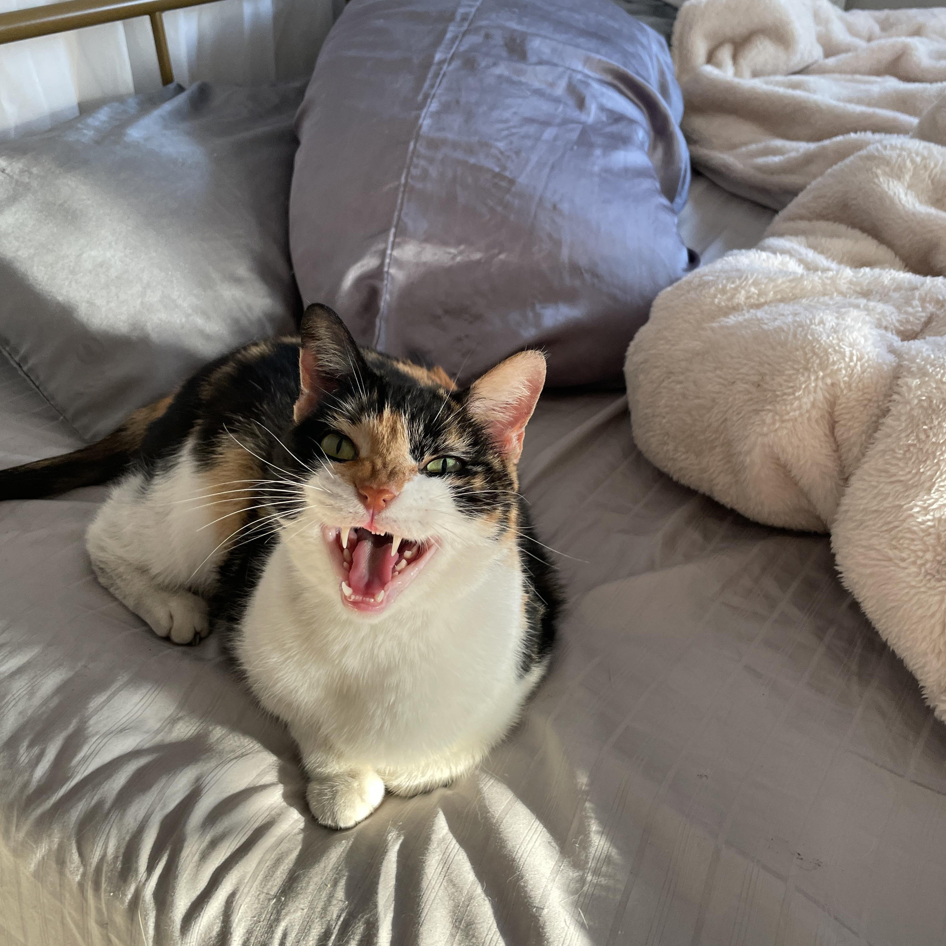 Chirp, a Adoptable Domestic Short Hair in Hollywood, FL image 4/5