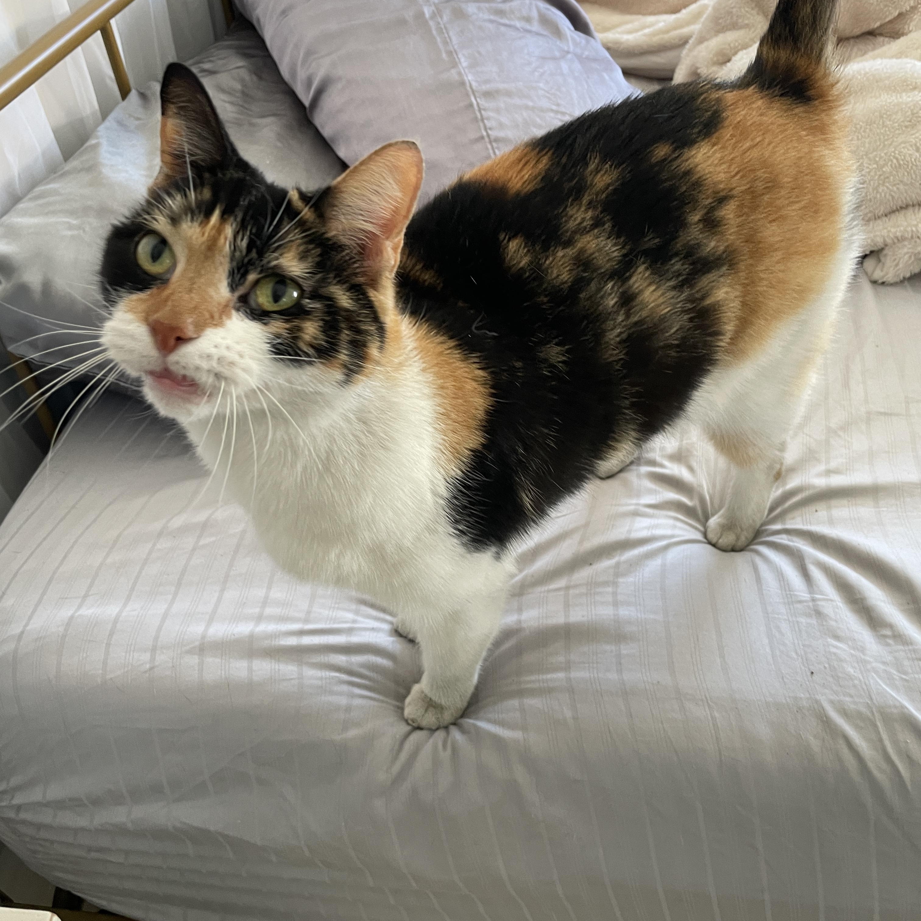 Chirp, a Adoptable Domestic Short Hair in Hollywood, FL image 5/5