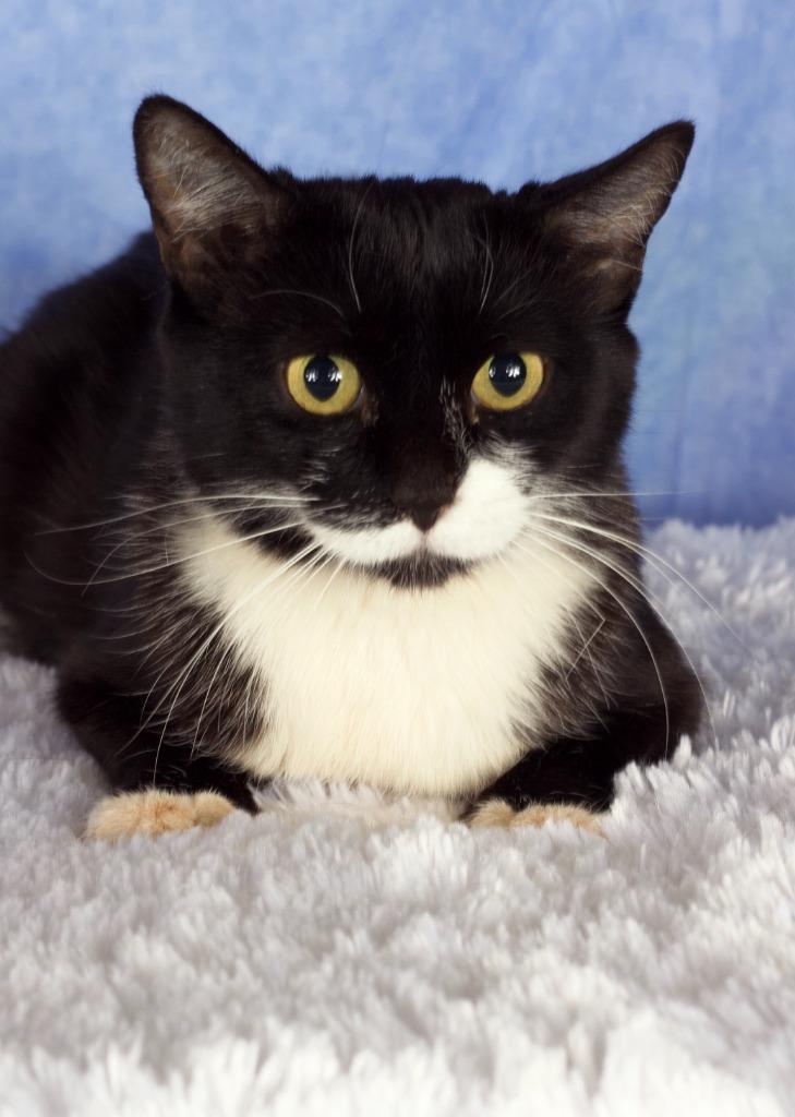 Enlarge Nori, a Adoptable mixed breed in Gilbert, AZ image 1/1