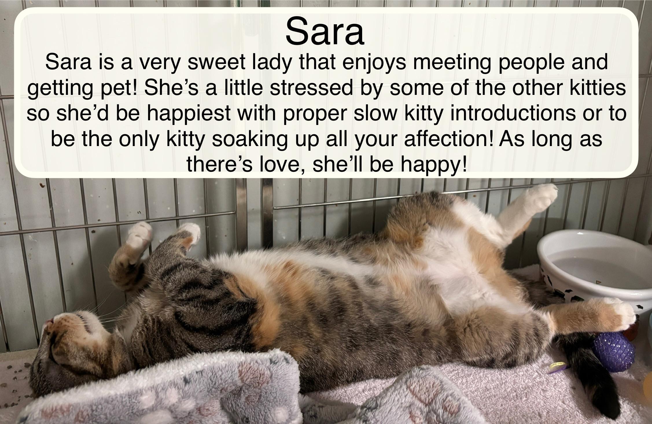 Sara, adoptable, Young Female Domestic Short Hair.