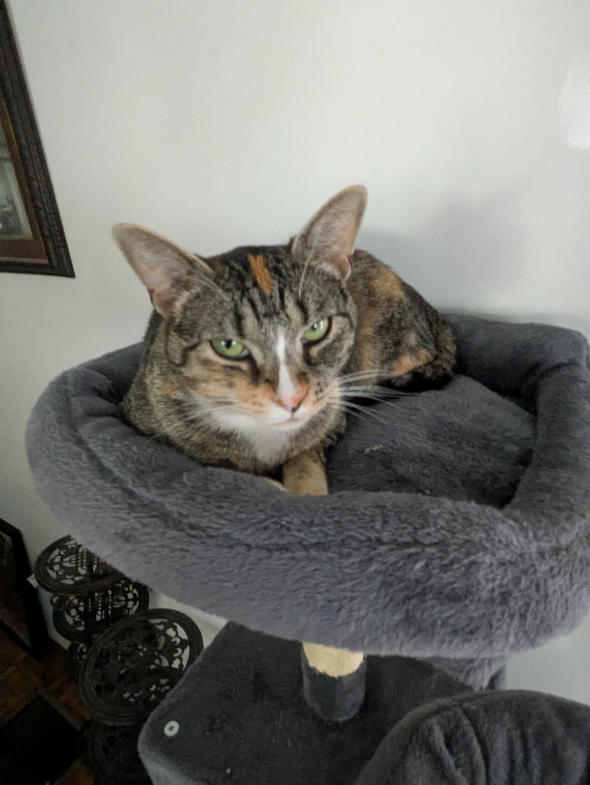Sara, an adoptable Domestic Short Hair in Ellicott City, MD image 5/6