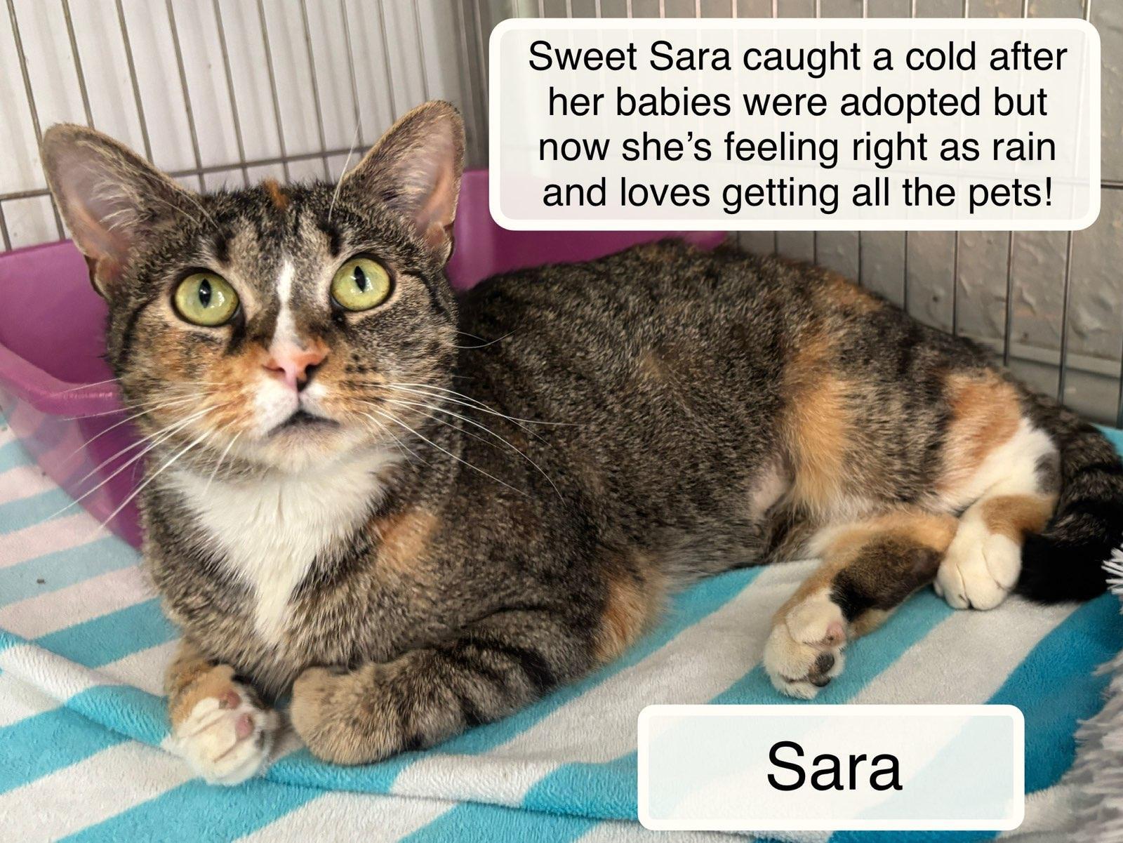 Sara, an adoptable Domestic Short Hair in Ellicott City, MD image 4/6