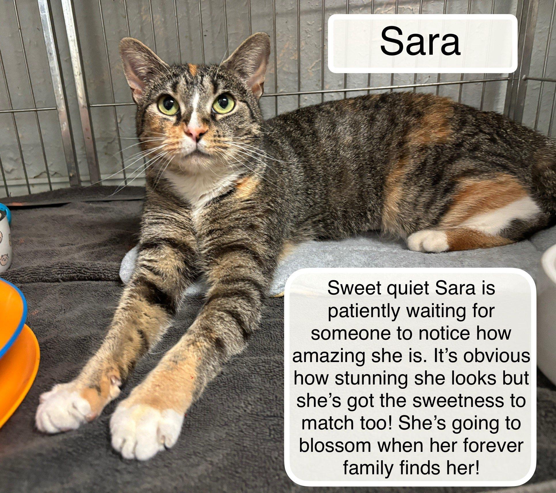 Sara, an adoptable Domestic Short Hair in Ellicott City, MD image 2/6