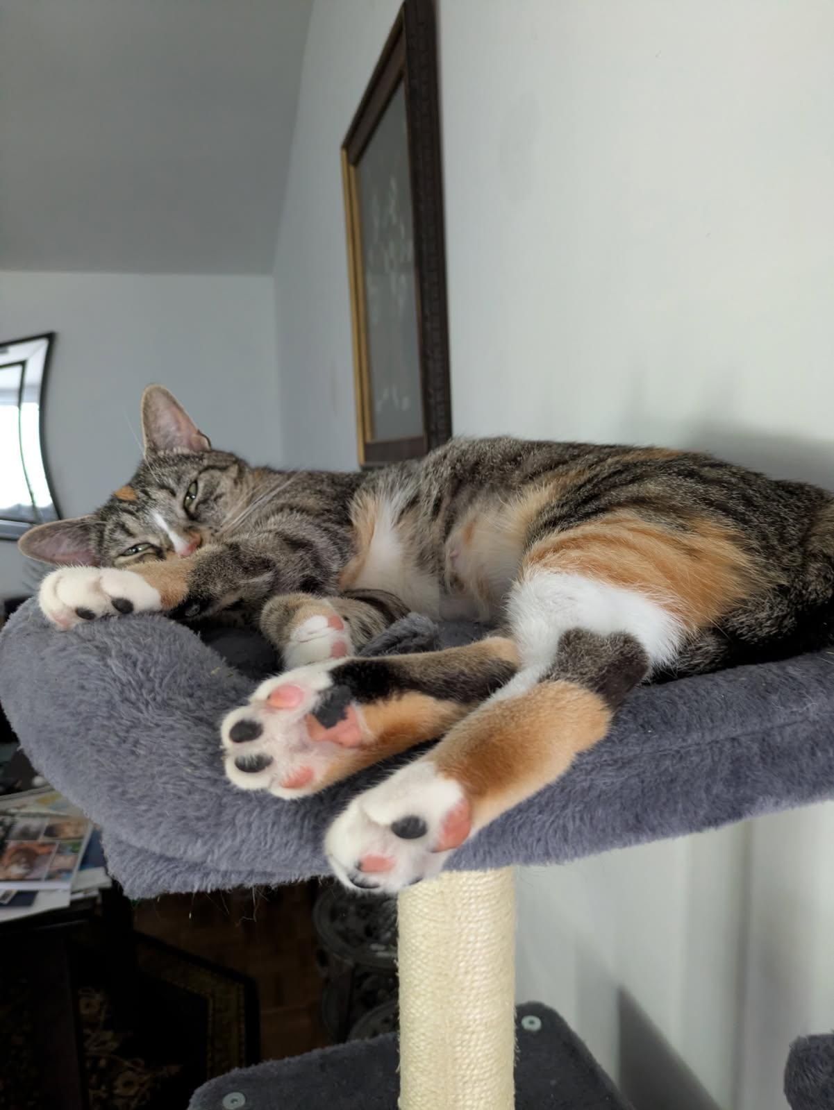Sara, an adoptable Domestic Short Hair in Ellicott City, MD image 6/6