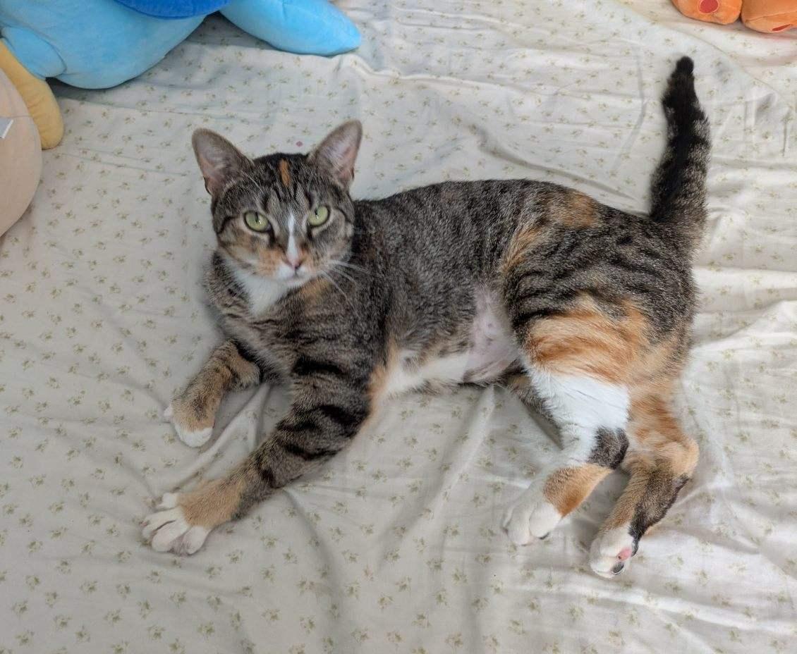 Sara, an adoptable Domestic Short Hair in Ellicott City, MD image 3/6