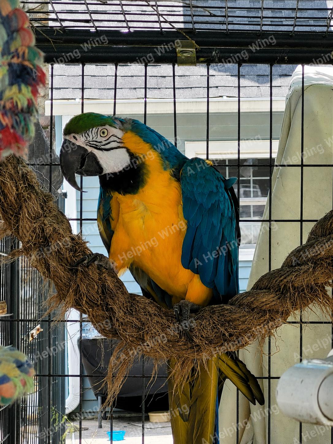 Puck, ADOPTABLE, Adult Male Macaw.