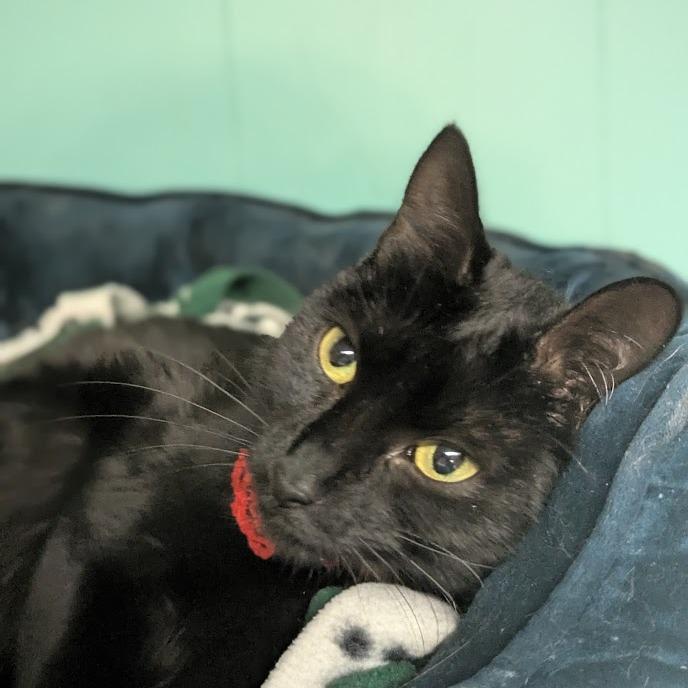 Salem, Adoptable, Young Female Domestic Short Hair.