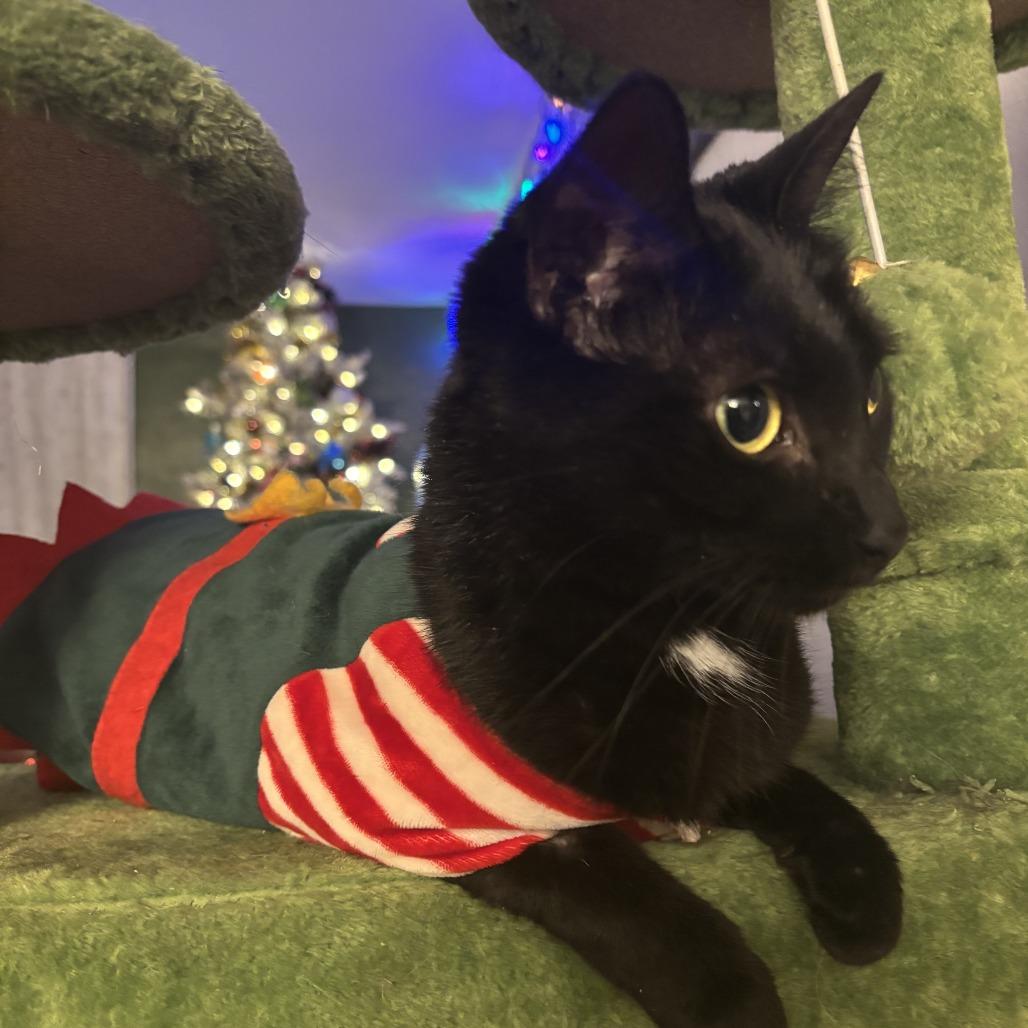 Enlarge Salem, a Adoptable Domestic Short Hair in Johnstown, PA image 5/5