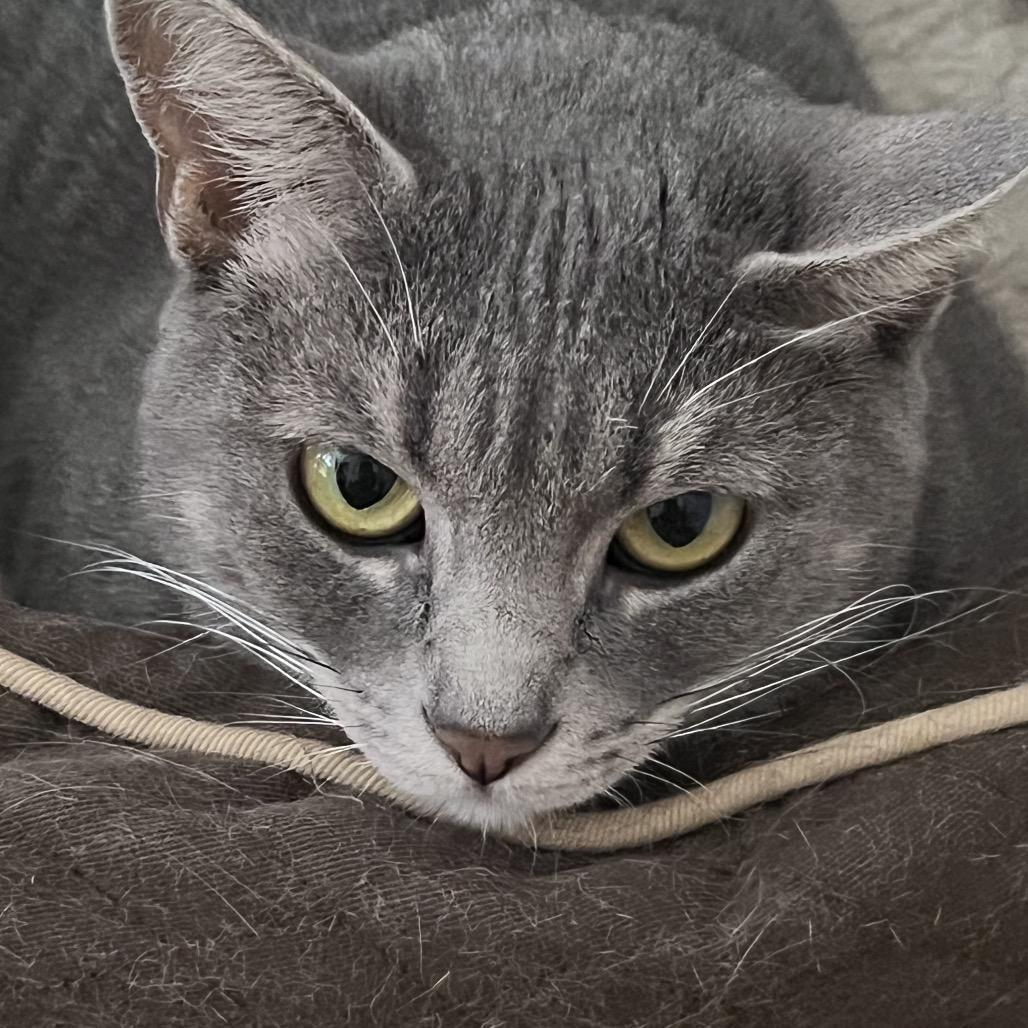 Bunny, Adoptable, Young Female Domestic Short Hair & Domestic Short Hair.