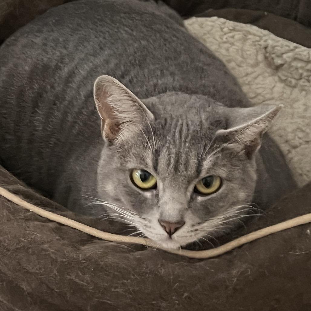 Enlarge Bunny, a Adoptable mixed breed in Overland Park, KS image 3/4