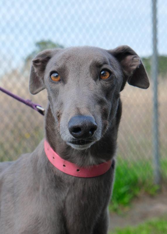 Morgan, adopted, Adult Male Greyhound.
