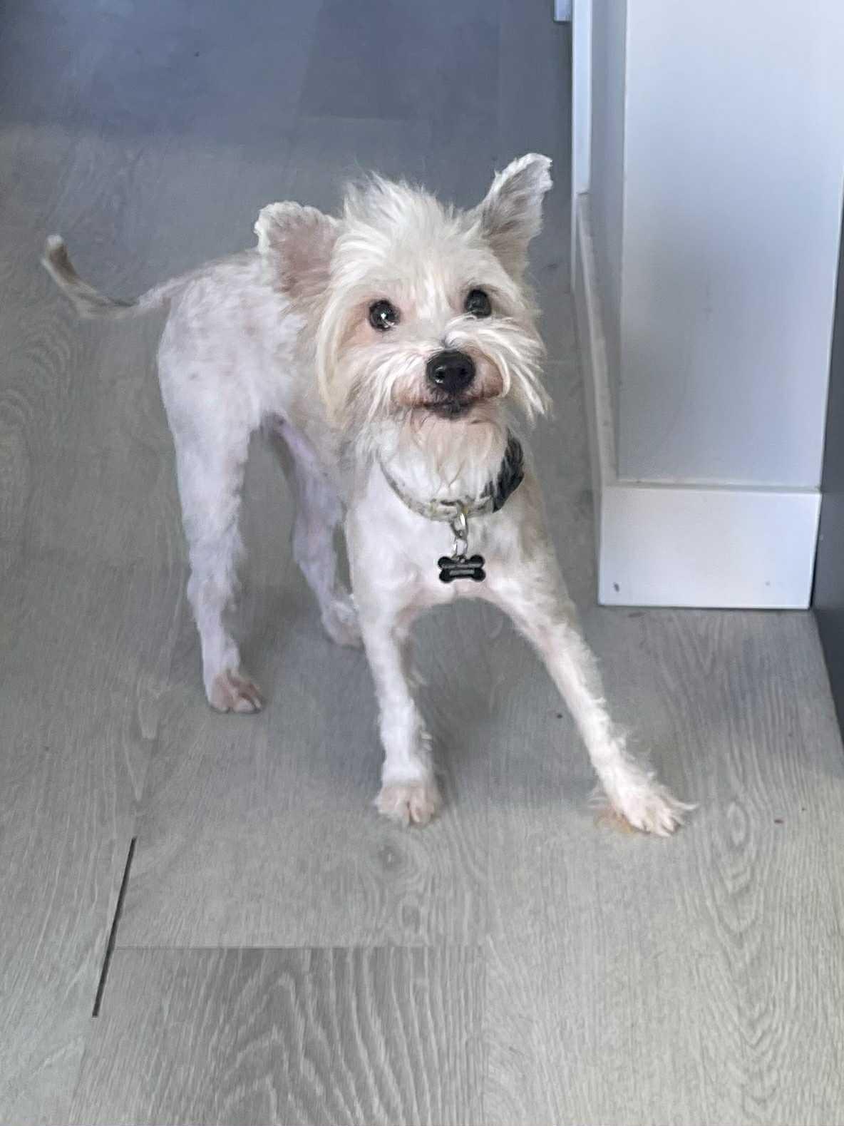 Nero, a Adoptable mixed breed in Calgary, AB image 1/2