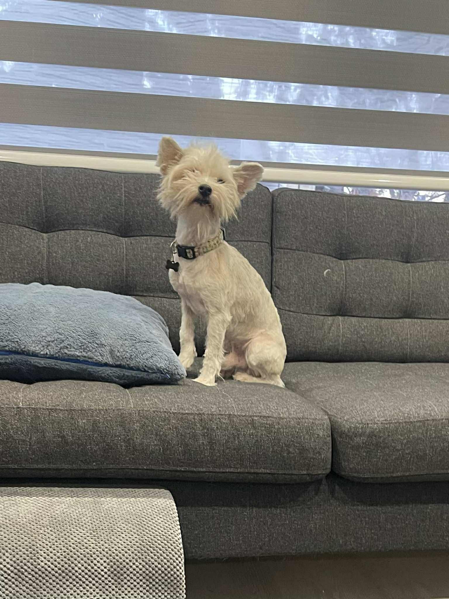 Nero, a Adoptable mixed breed in Calgary, AB image 2/2