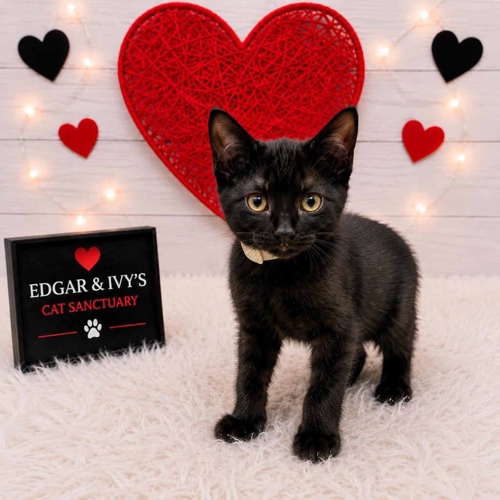 Tiny, Adoptable, Kitten Male Domestic Short Hair.