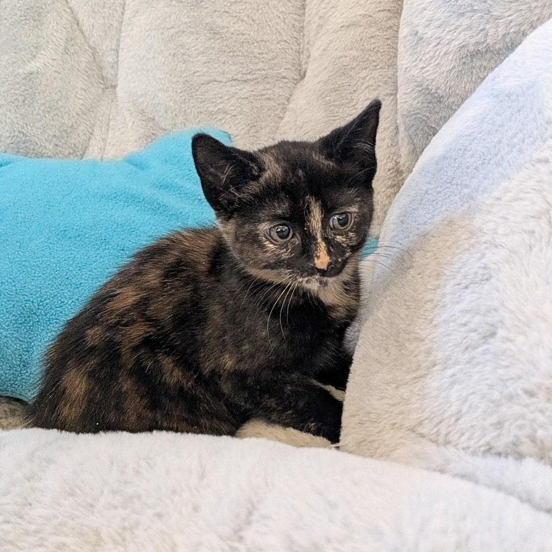 Enlarge SORREL, an adopted Domestic Short Hair in East Greenwich, RI image 1/6