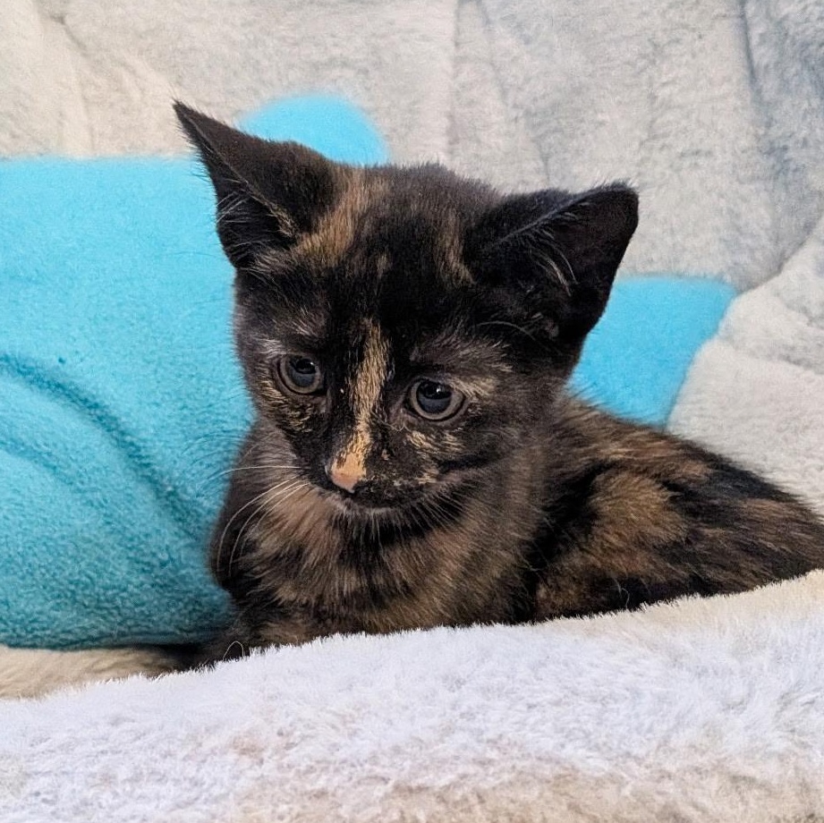 Enlarge SORREL, an adopted Domestic Short Hair in East Greenwich, RI image 6/6