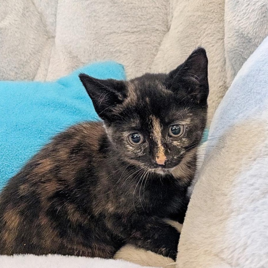 Enlarge SORREL, an adopted Domestic Short Hair in East Greenwich, RI image 2/6