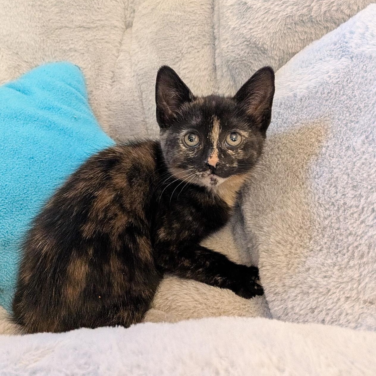 Enlarge SORREL, an adopted Domestic Short Hair in East Greenwich, RI image 4/6