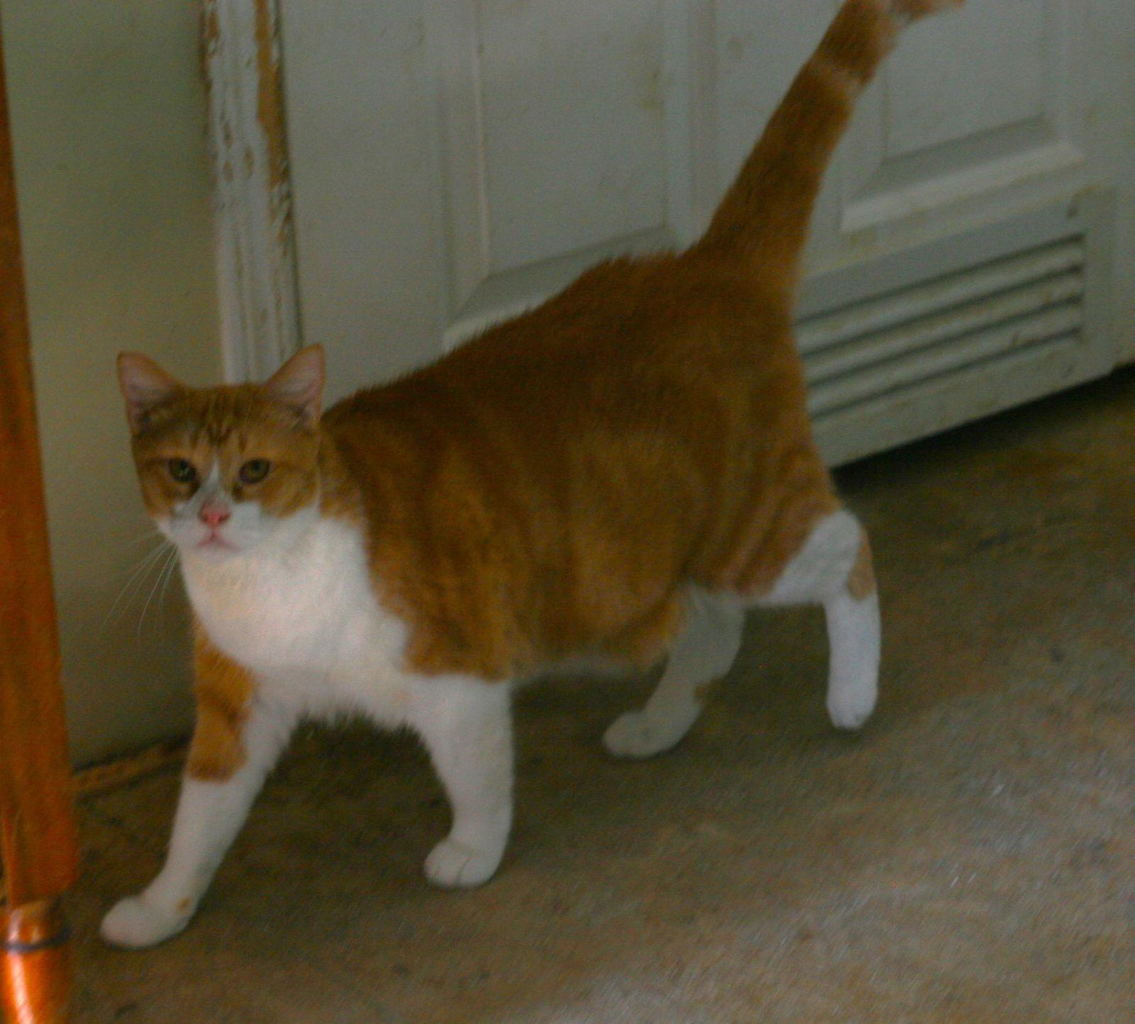 Pumpkin, Adoptable, Adult Male Domestic Short Hair & Tabby.