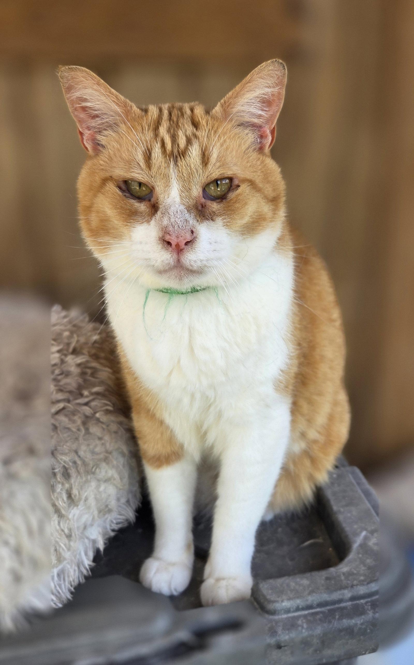 Pumpkin, Adoptable, Adult Male Domestic Short Hair & Tabby.