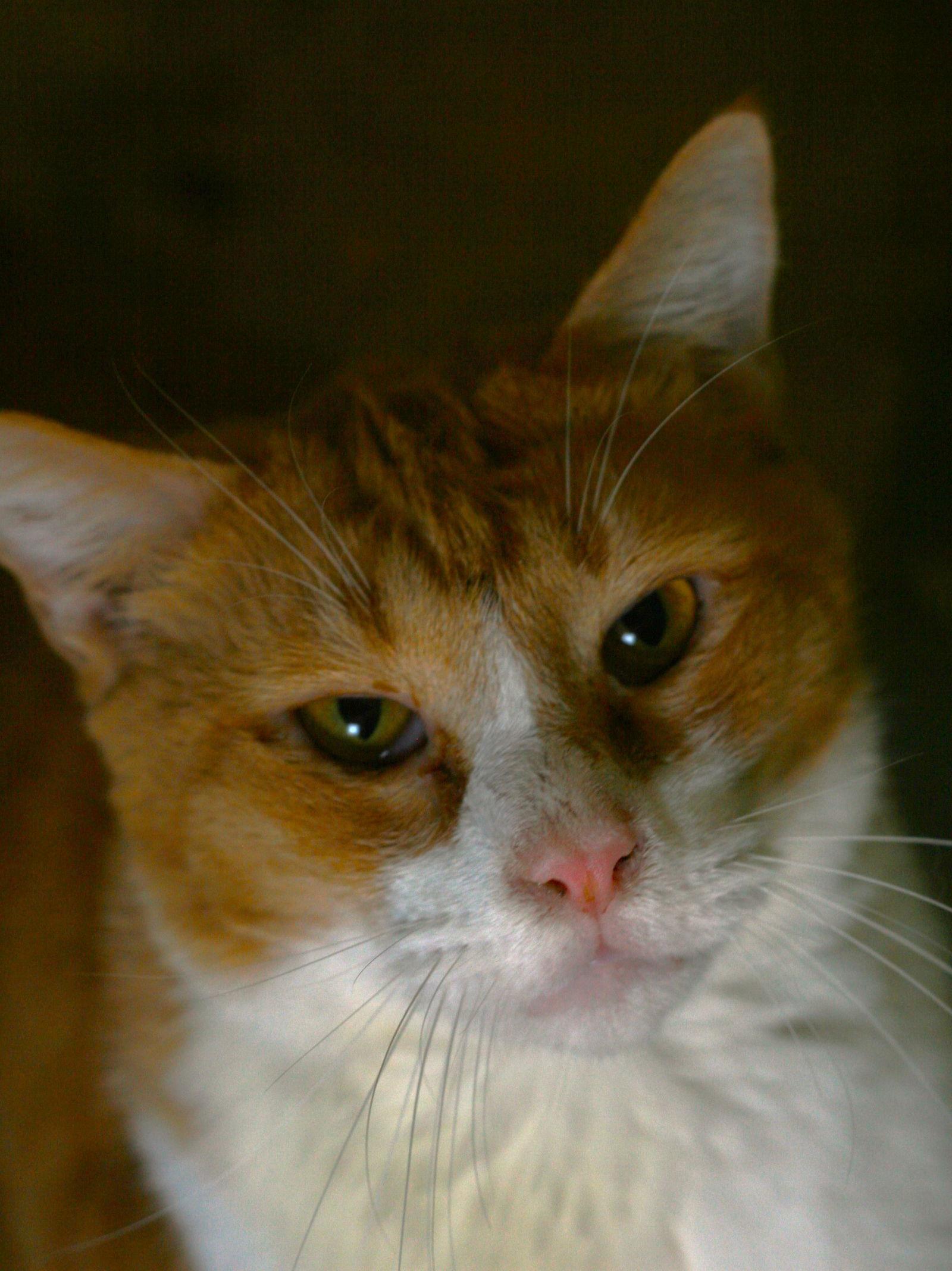 Pumpkin, a Adoptable mixed breed in Attalla, AL image 3/3