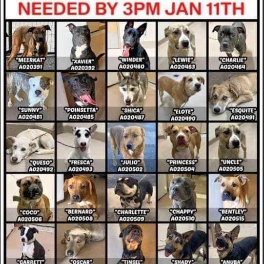 CLAYTON COUNTY EUTHANASIA LIST 1/11