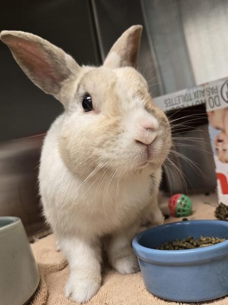 Enlarge Puddin, a Adoptable mixed breed in Escondido, CA image 1/6