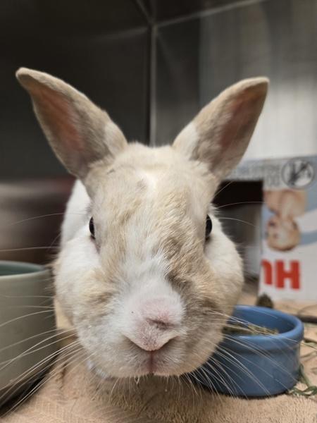 Enlarge Puddin, a Adoptable mixed breed in Escondido, CA image 3/6