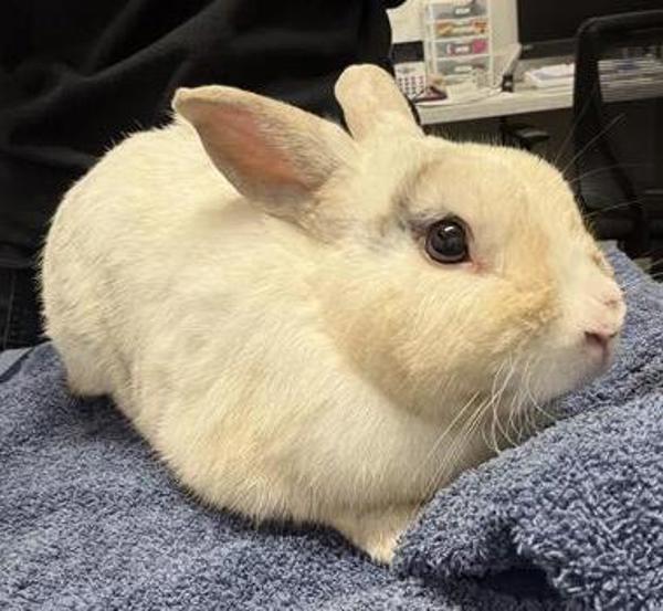 Enlarge Puddin, a Adoptable mixed breed in Escondido, CA image 4/6