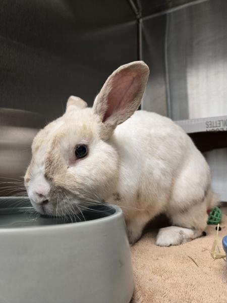 Enlarge Puddin, a Adoptable mixed breed in Escondido, CA image 5/6