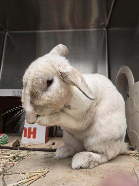 Enlarge Puddin, a Adoptable mixed breed in Escondido, CA image 6/6