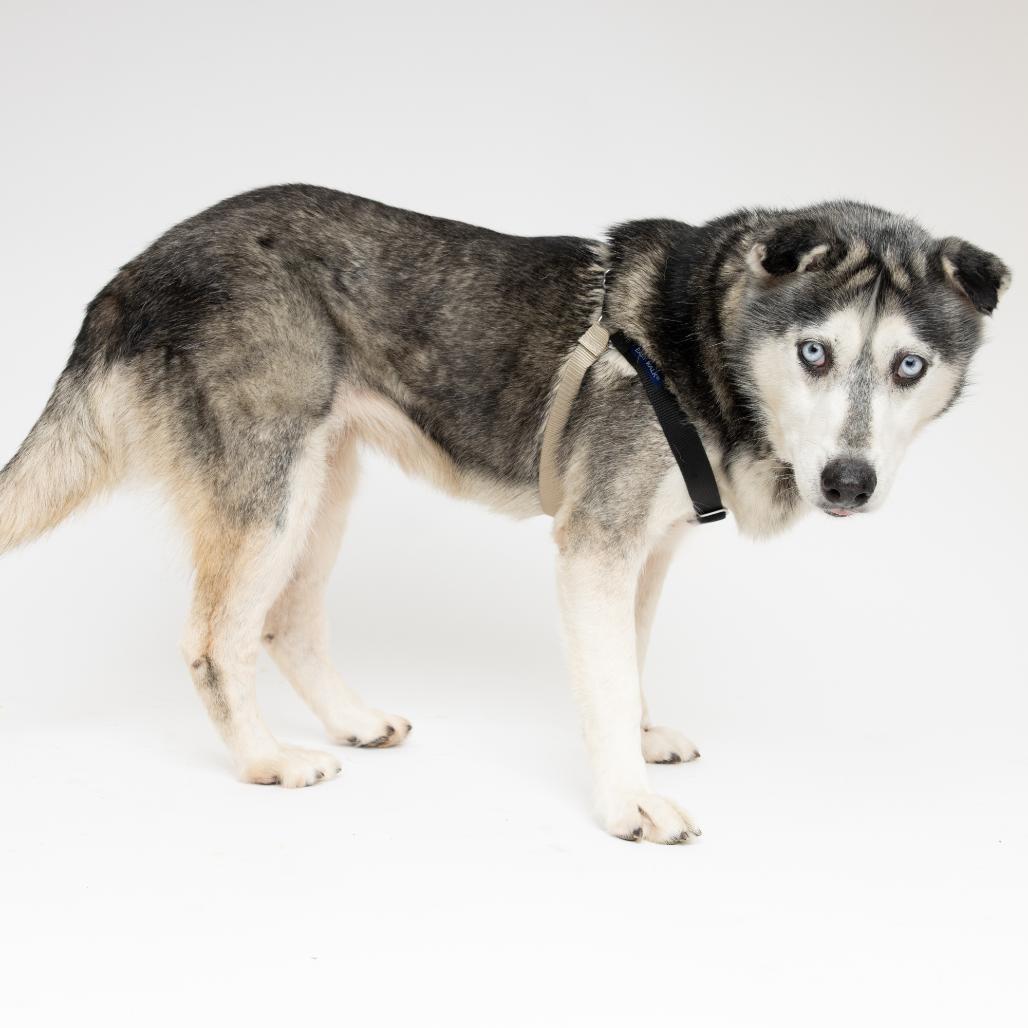 Enlarge Marley 14495, a Adoptable Siberian Husky in San Francisco, CA image 1/6