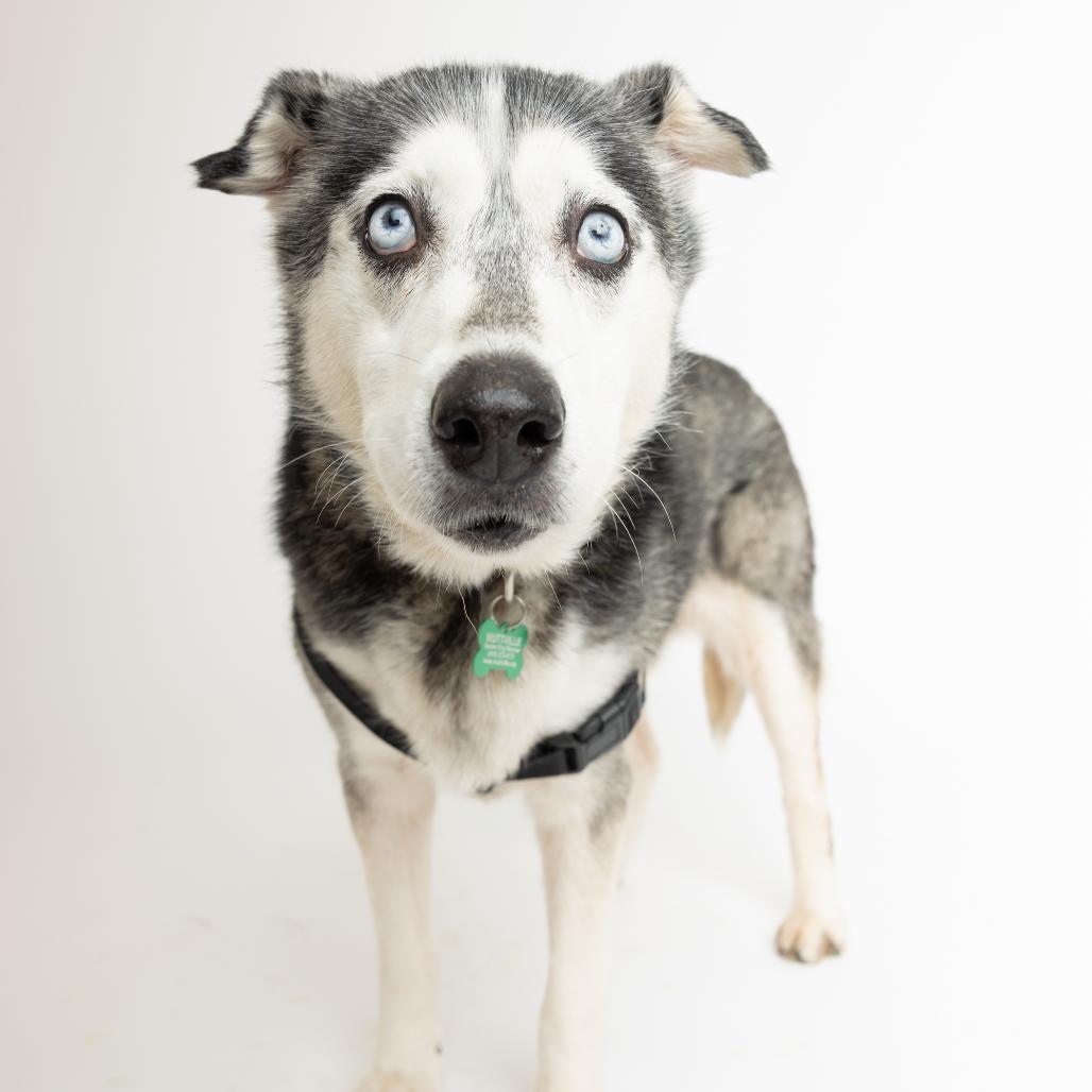 Enlarge Marley 14495, a Adoptable Siberian Husky in San Francisco, CA image 2/6