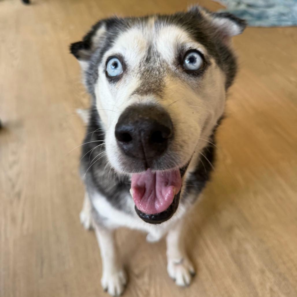 Enlarge Marley 14495, a Adoptable Siberian Husky in San Francisco, CA image 3/6