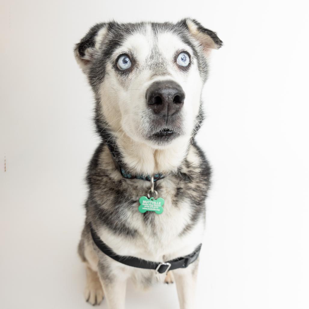 Enlarge Marley 14495, a Adoptable Siberian Husky in San Francisco, CA image 4/6