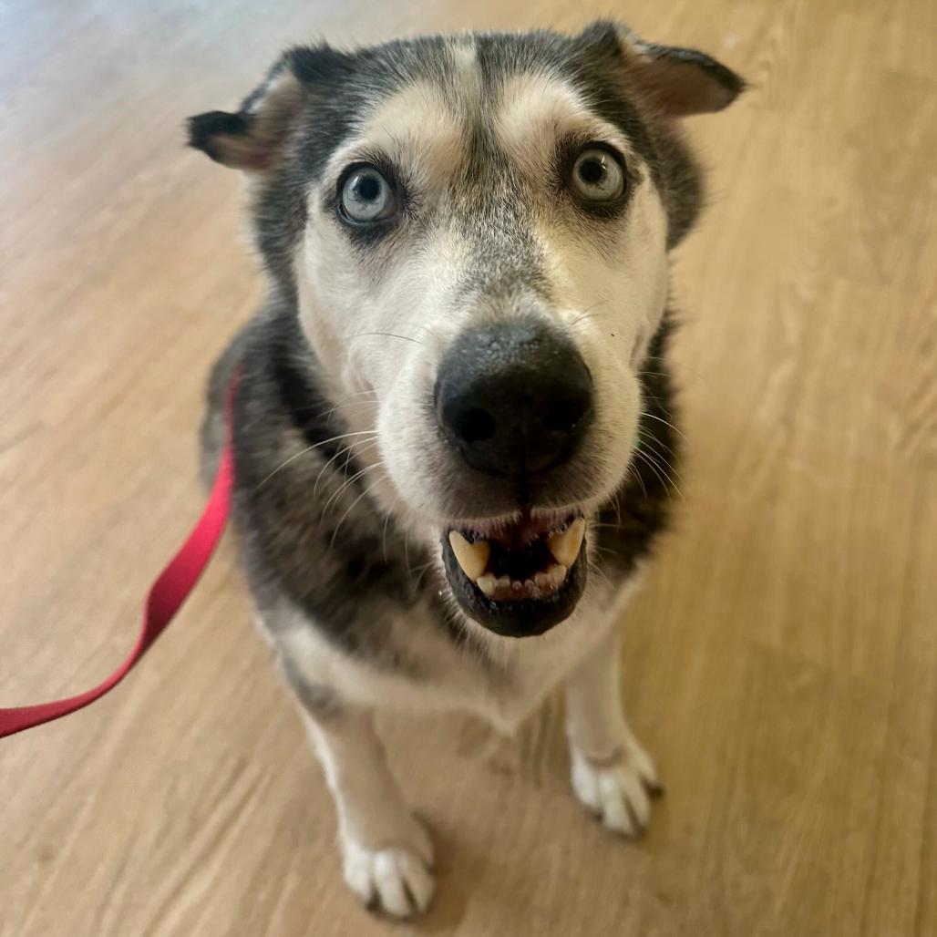 Enlarge Marley 14495, a Adoptable Siberian Husky in San Francisco, CA image 5/6