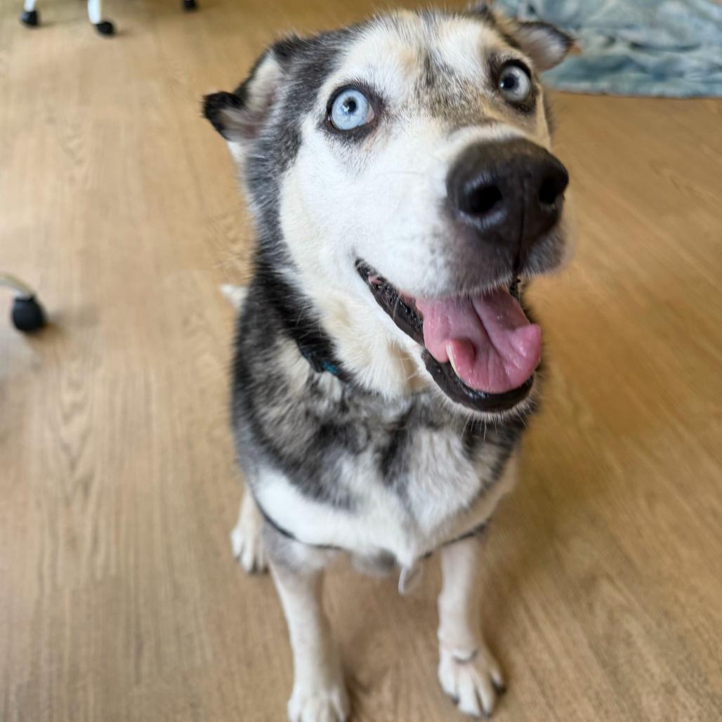 Enlarge Marley 14495, a Adoptable Siberian Husky in San Francisco, CA image 6/6