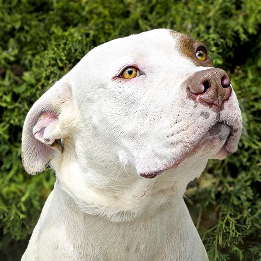 Accomplished Mr Acer ~ Amazing !, Young Male American Staffordshire Terrier
