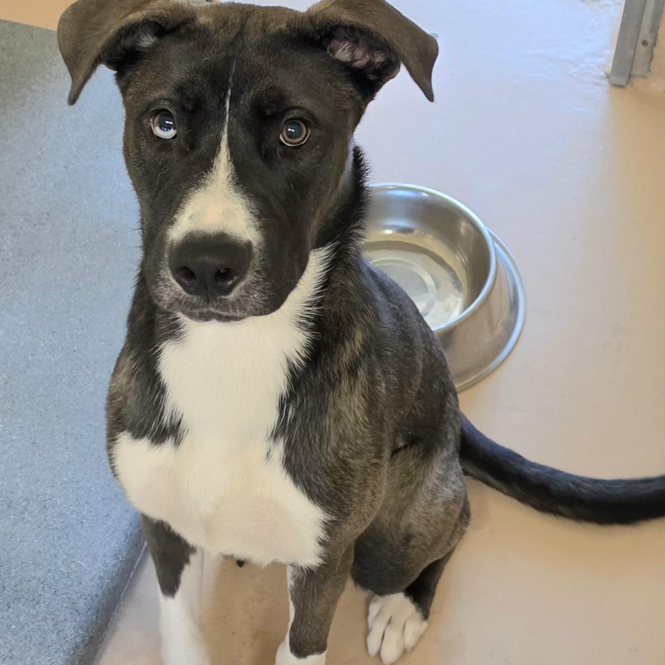 Lincoln, ADOPTABLE, Young Male Husky & Pit Bull Terrier.