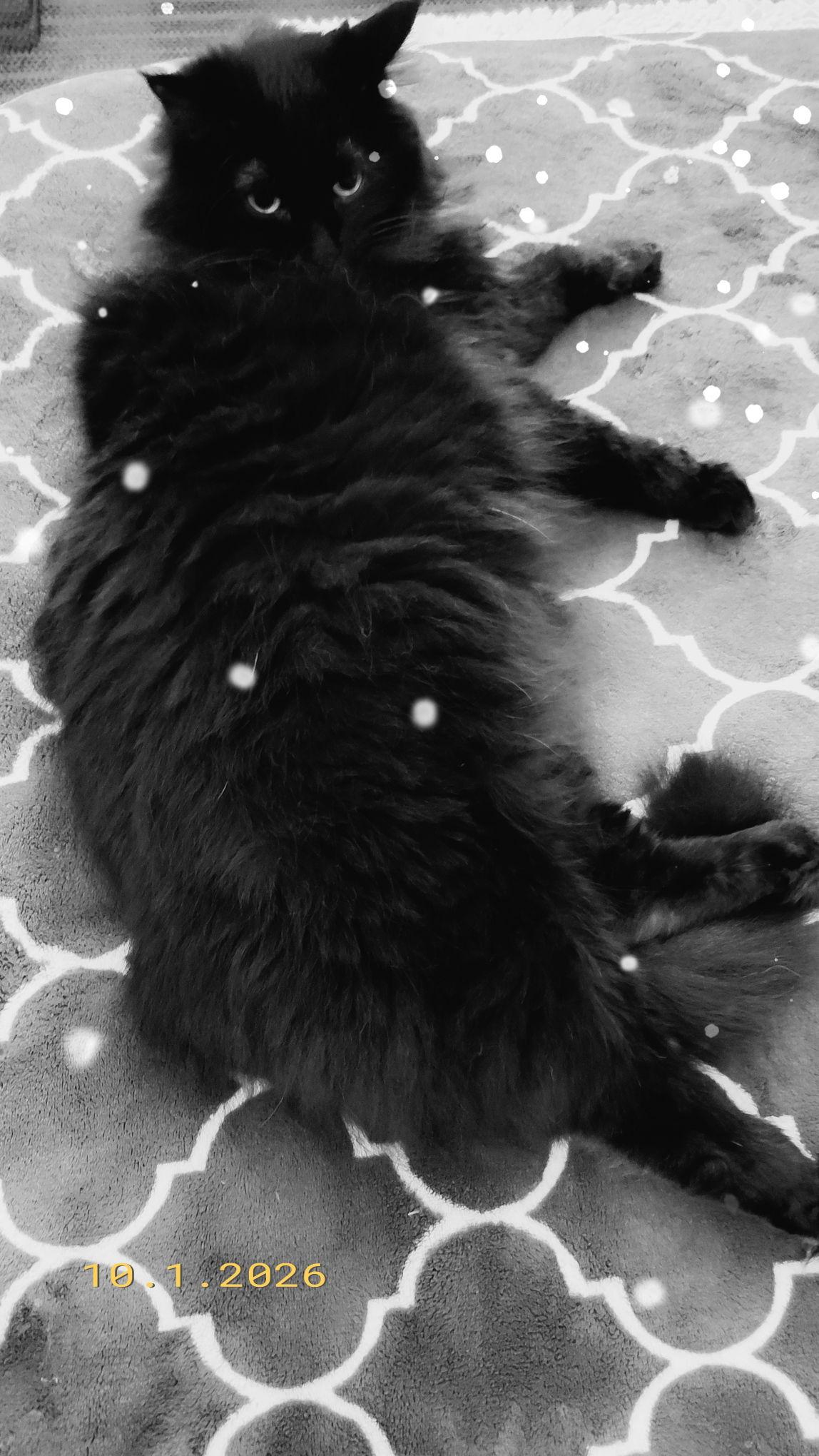 Enlarge Miss Flufffy Britches #1818 - Offered by Owner, a Adoptable Domestic Long Hair in Hillsboro, OR image 1/3