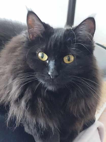 Enlarge Miss Flufffy Britches #1818 - Offered by Owner, a Adoptable Domestic Long Hair in Hillsboro, OR image 2/3
