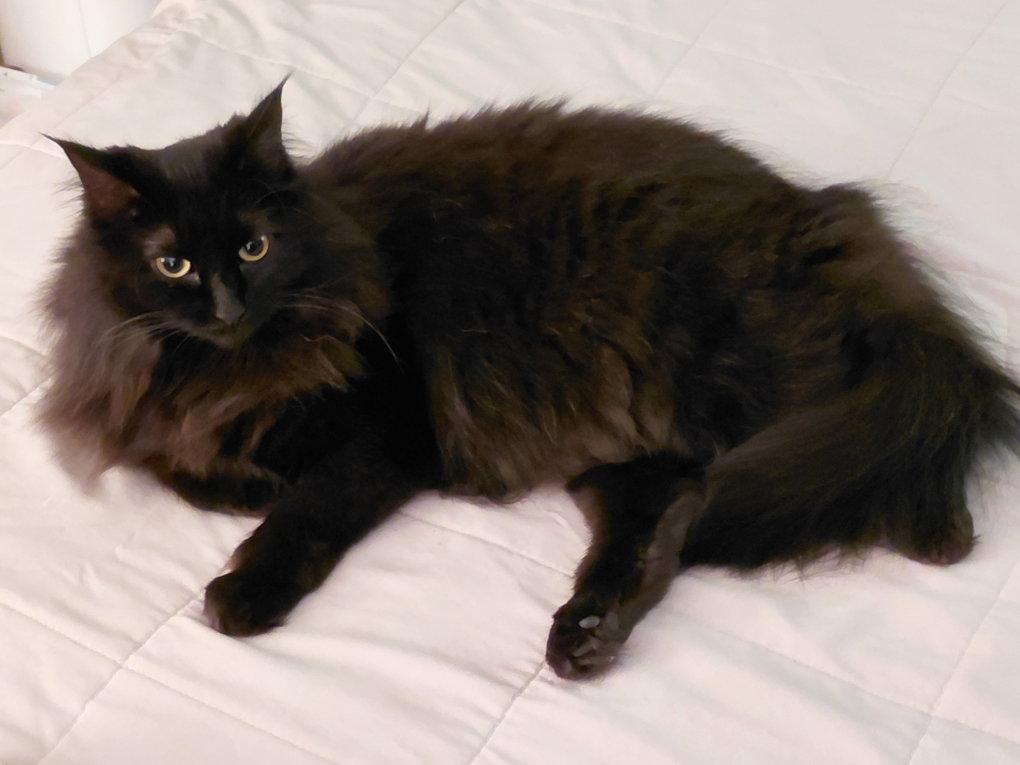 Enlarge Miss Flufffy Britches #1818 - Offered by Owner, a Adoptable Domestic Long Hair in Hillsboro, OR image 3/3