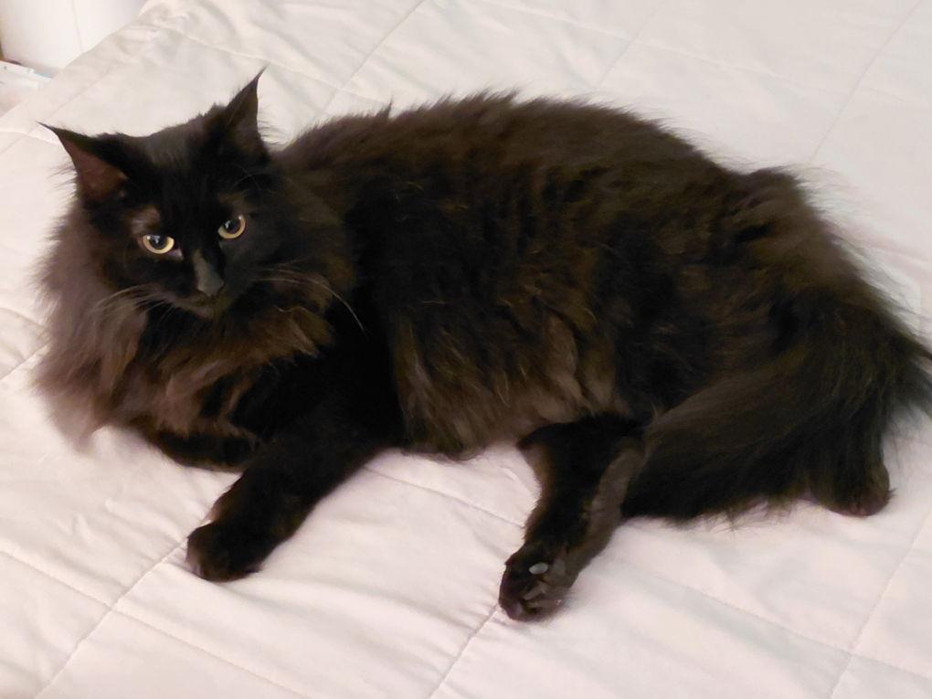 Enlarge Miss Flufffy Britches #1818 - Offered by Owner, a Adoptable Domestic Long Hair in Hillsboro, OR image 3/3