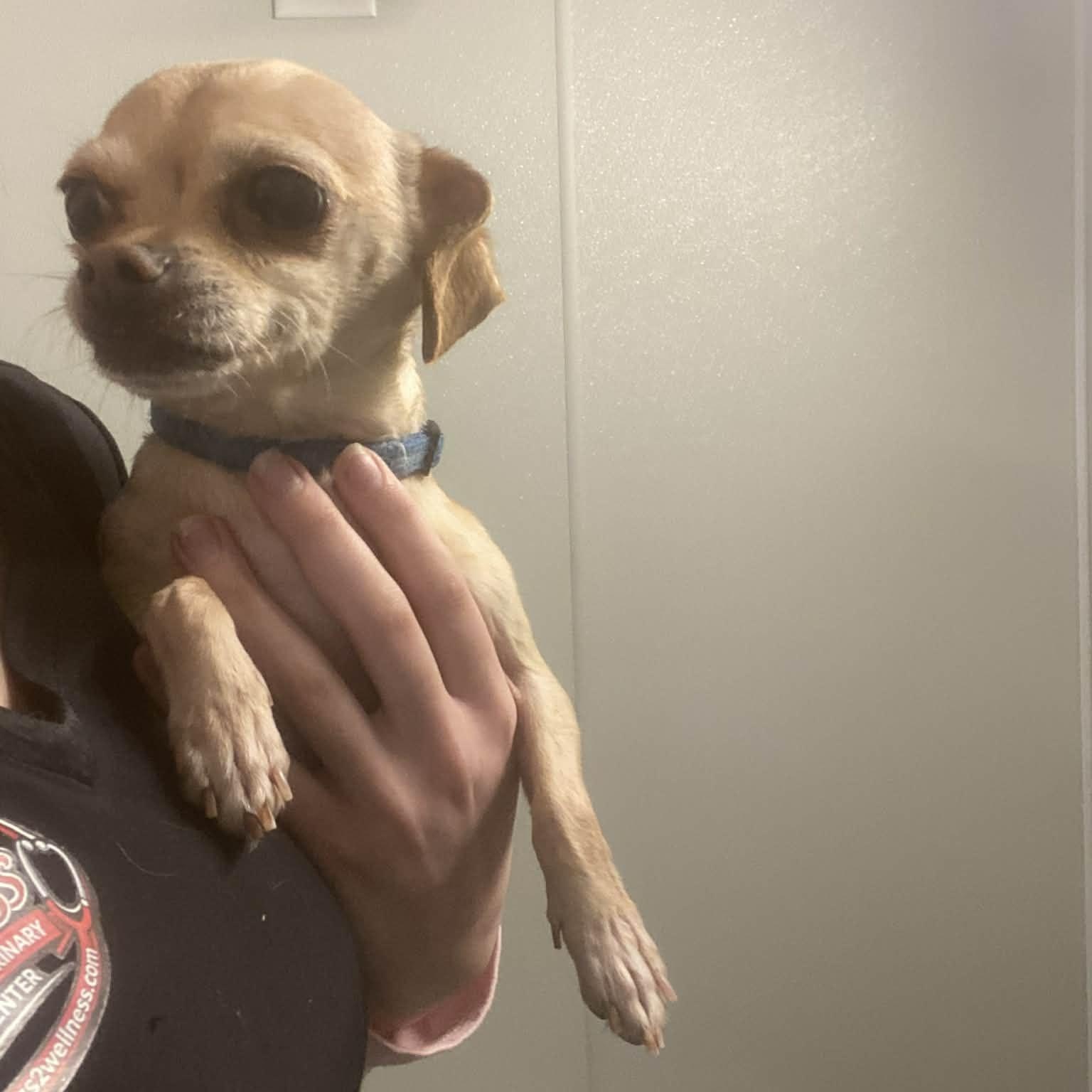 Enlarge Lilith Mae, a ADOPTABLE Chihuahua in Plainfield, IL image 3/6