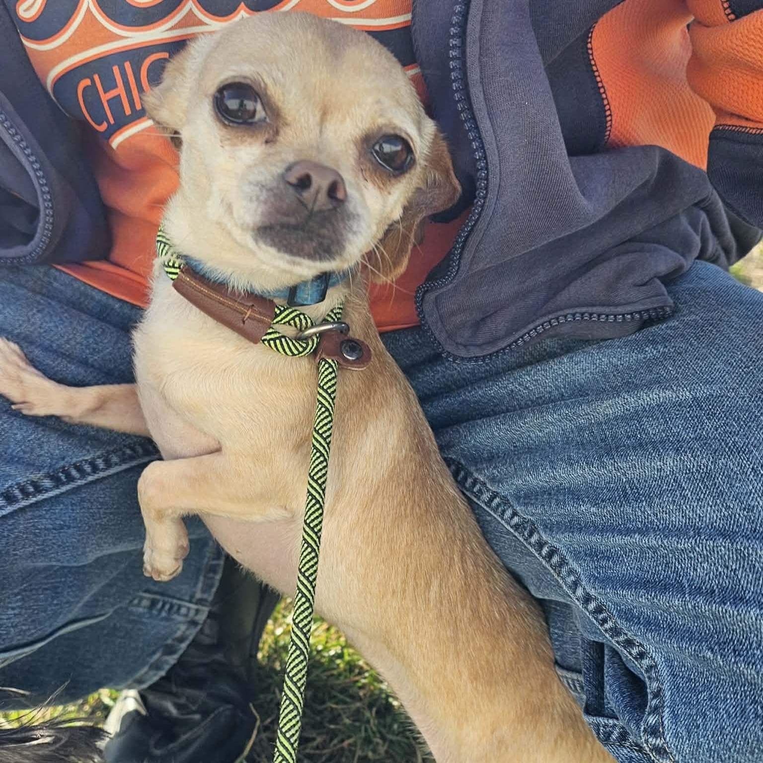 Enlarge Lilith Mae, a ADOPTABLE Chihuahua in Plainfield, IL image 5/6