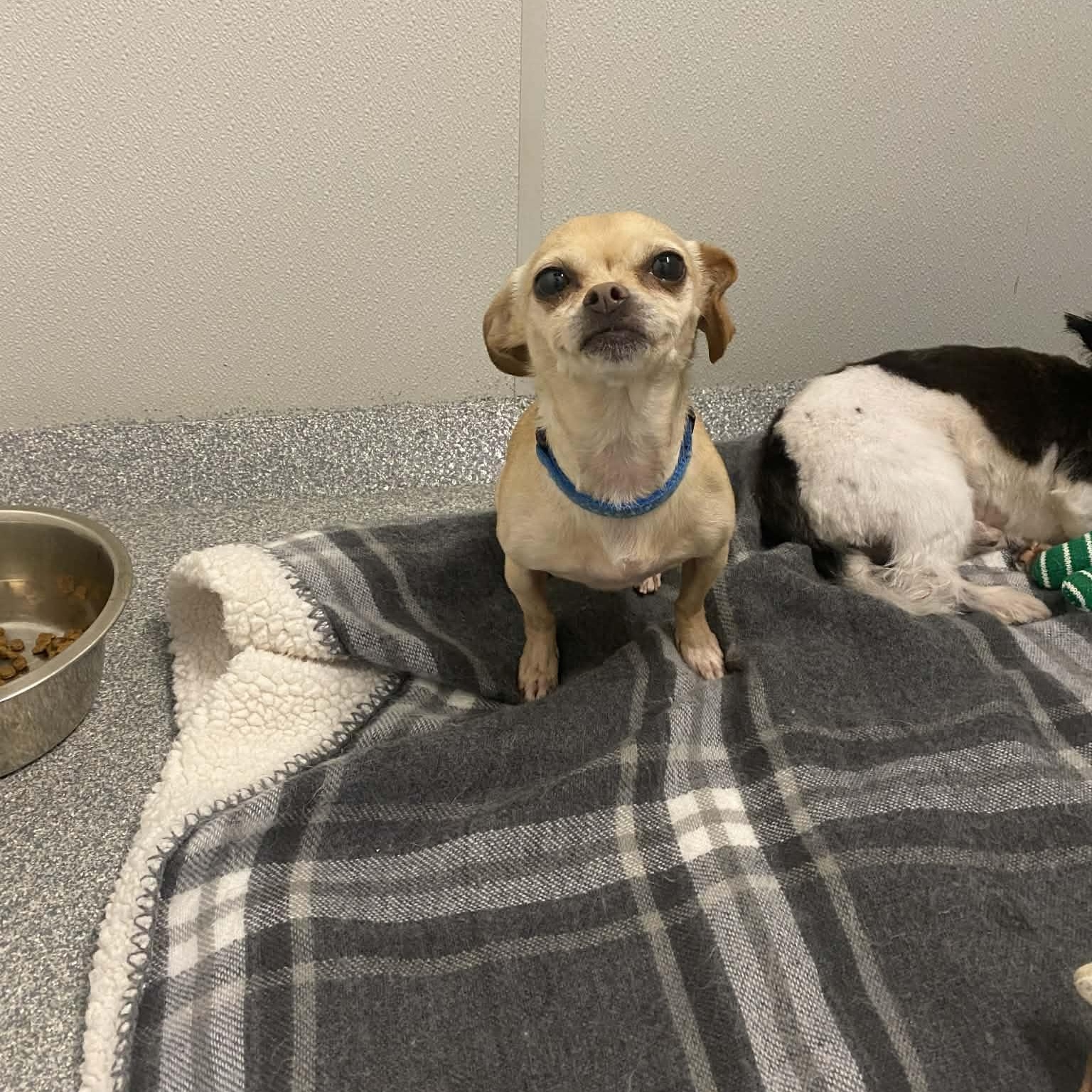 Enlarge Lilith Mae, a ADOPTABLE Chihuahua in Plainfield, IL image 4/6